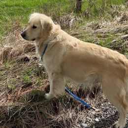 Hollie - Golden Retriever