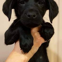 Labrador Retriever Puppies from Lab in the Sack kennel