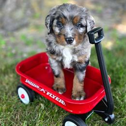 GOMER - Blue male Companion Cross puppy in Viking, Minnesota from Son Shine Farm