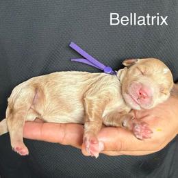 Bellatrix - Red  female Goldendoodle puppy in Conroe, Texas from Tails of Cypress
