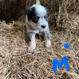 Boy 1 - Blue speckled male Australian Cattle Dog puppy in Apollo, Pennsylvania from Circle V Ranch Cattle Dogs