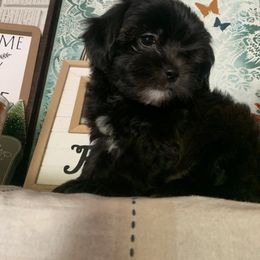 Yorkipoo Puppies from Christina’s Puppy Utopia