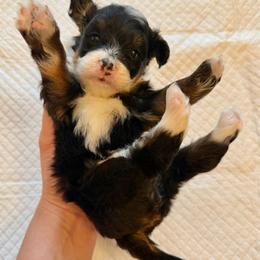 Tricolor Female 1 - Tri-color female Bernedoodle puppy in Brooksville, Florida from Kruger Doodles