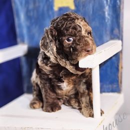 Cockapoo Puppies from Royal Cockapoo Playhouse