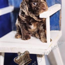 Cockapoo Puppies from Royal Cockapoo Playhouse