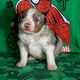 Wolverine - Blue merle male Miniature American Shepherd puppy in Thomasville, North Carolina from TaraFox Miniature American Shepherds
