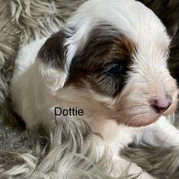 Dottie - Cream female Aussiedoodle puppy in Lebanon, Missouri from Cobbs Creek Canines