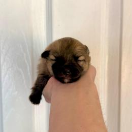 Boy 1 - Orange sable male Pomeranian puppy in Stroud, Oklahoma from Laik’s Little Shihtz & Poms