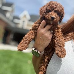 Maverick - Red  male Poodle puppy in Cedar City, Utah from Pearson's Poodles