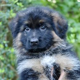 Ivory - Black and red female German Shepherd puppy in Canton, Texas from WILDWOOD GERMAN SHEPHERDS