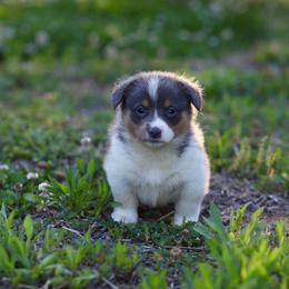 Girl 5 - Blue female Pembroke Welsh Corgi puppy in Ocala, Florida from Dolan Farms Corgis