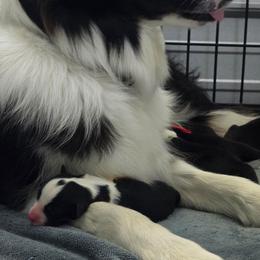 Male 1 - Black and white male Border Collie puppy in Live Oak, Florida from K&R RANCH KENNELS