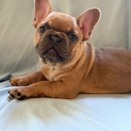 ARCHIE - Fawn male French Bulldog puppy in Mountain View, Missouri from MO Frenchie Kisses