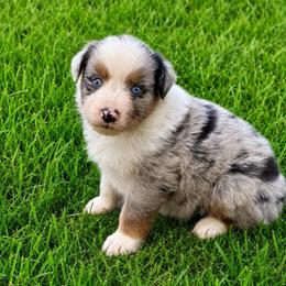 Tequila - Blue merle female Australian Shepherd puppy in Howardsville, Virginia from Spectacular Aussies and Cavaliers