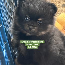 Black and tan boy 2800 no breeding rights - Black and tan male Pomeranian puppy in Kentucky from Em&M Pomeranians