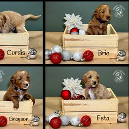 Goldendoodle Puppies from Mandi's Doodles