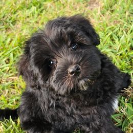 Peach collar - Miniature Schnauzer puppy in Arkansas from Central AR Schnoodles