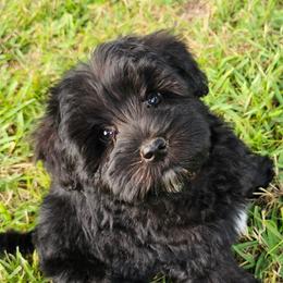 Peach collar - Miniature Schnauzer puppy in Arkansas from Central AR Schnoodles