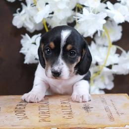 TANSY - AKC Registered - Black and tan female Dachshund puppy in Graceville, Florida from Misty's 101 Doxies