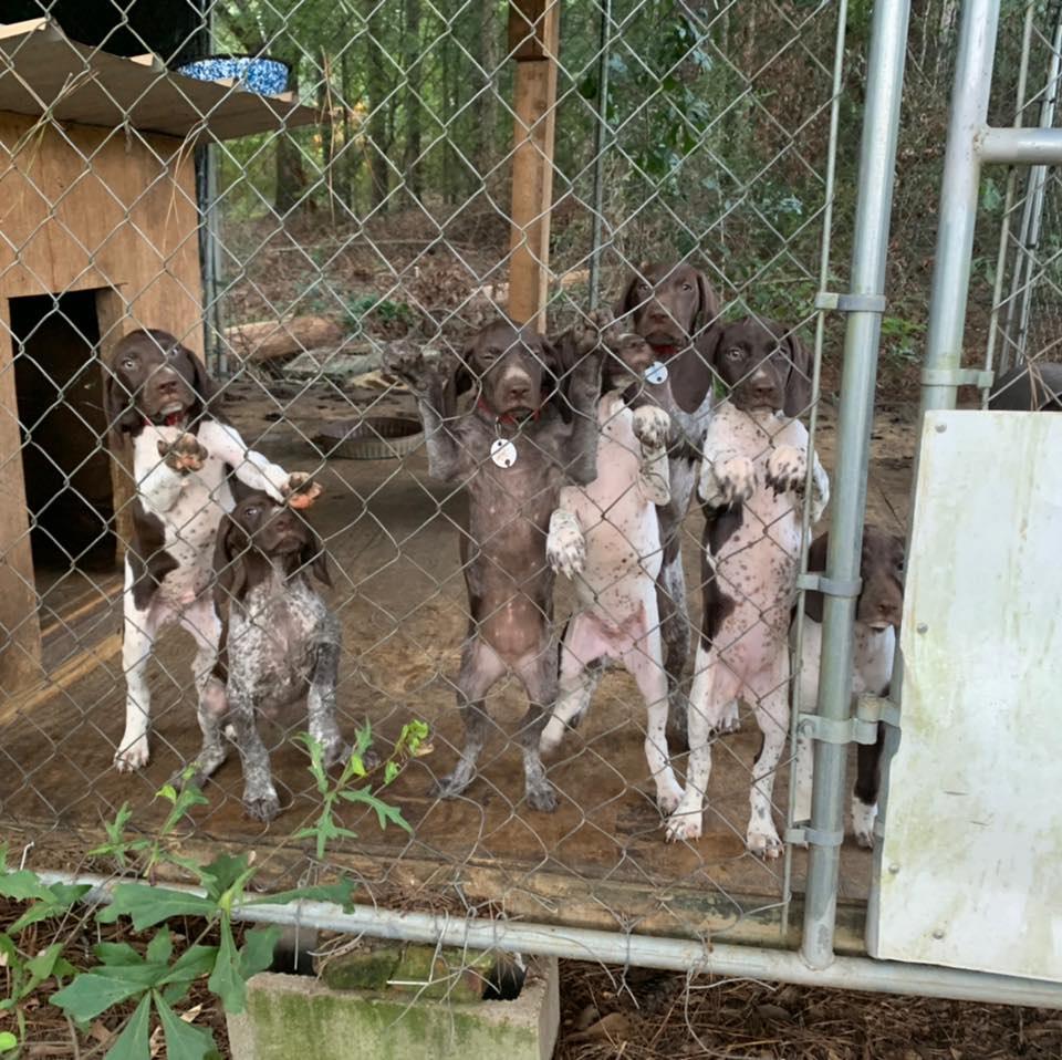Double Bridges GSPs in Alabama German Shorthaired Pointer puppies