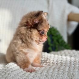Bliss - 8550 - Merle female Chihuahua puppy in Beaumont, Texas from Down south pups