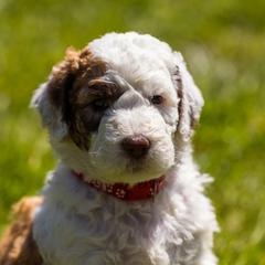 Bernedoodle, Saint Berdoodle, and Sheepadoodle Puppies from Yankee Doodle Puppies