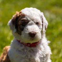 Bernedoodle, Saint Berdoodle, and Sheepadoodle Puppies from Yankee Doodle Puppies