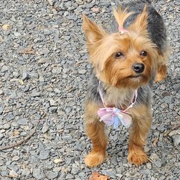 Pearl - Yorkshire Terrier