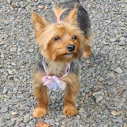 Pearl - Yorkshire Terrier