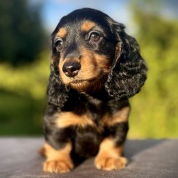 Male 2 - Dachshund puppy in North Port, Florida from Jessica Louise Dachshunds