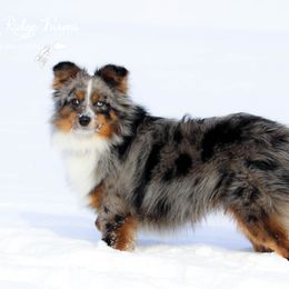 Wilbur - Toy Australian Shepherd