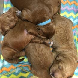 Goldendoodle and Golden Retriever Puppies from High Desert Doodles