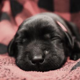 Chip - Black male Labrador Retriever puppy in Camden, Indiana from Camden's Caring Canines