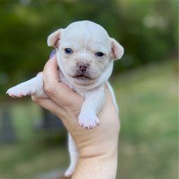Lola - Cream and white female Chihuahua puppy in Harrison, Michigan from Cloud9 Chihuahuas
