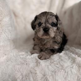 Colt - Merle male Cavapoo puppy in Somerset, Kentucky from Hilltop Doodles KY LLC