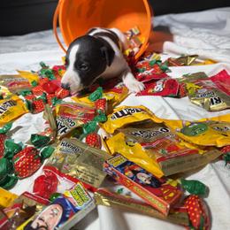 Boog - White and black male Whippet puppy in London, Kentucky from Hertzog  Whippets