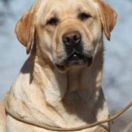 Pearl - Labrador Retriever