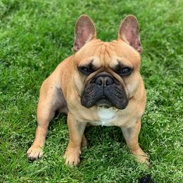 Ru - French Bulldog