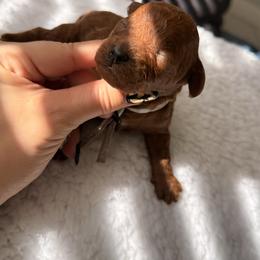 Crush - Red  male Poodle puppy in Miami, Florida from Sakura Poodles