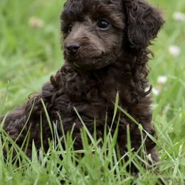 Miniature Australian Shepherd, Poodle, and Toy Australian Shepherd Puppies from Donna’s Aussies & Pink Heart Poodles