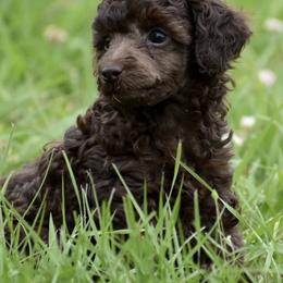 Miniature Australian Shepherd, Poodle, and Toy Australian Shepherd Puppies from Donna’s Aussies & Pink Heart Poodles