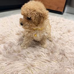 Poodle Puppies from Silver Ivory