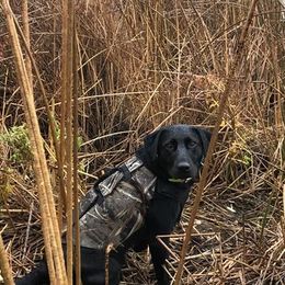 Labrador Retriever All Grown Up from Bourbon Creek Retrievers