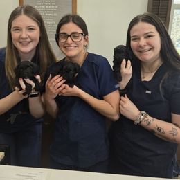 Havapoo puppies from Kingdom Bound By Design