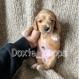 Boy 3 - Dachshund puppy in Perris, California from Doxie_pupps
