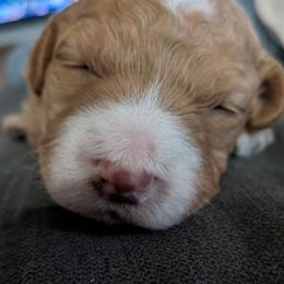 Mickey - Apricot male Goldendoodle puppy in Tucson, Arizona from Ever After Doodles Arizona