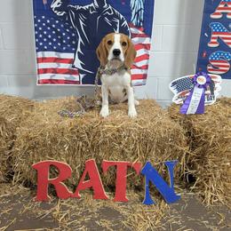 Story - Beagle