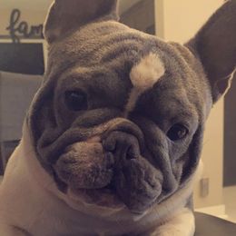 Tank - French Bulldog