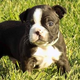 Boston Terriers from Wolf Ridge Boston Terriers