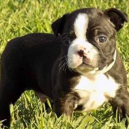 Boston Terriers from Wolf Ridge Boston Terriers